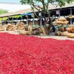 గుంటూరు మిర్చి రైతులు: ఒకవైపు రైతుల కష్టాలు – మరోవైపు నేతల రాజకీయాలు! రైతన్న కన్నీరు తుడేచేది ఎవరు?